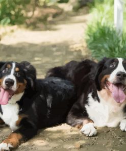Bernese Mountain Dogs paint by number