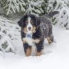 Bernese Mountain Puppy On Snow paint by number