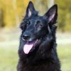 Black Belgian Shepherd paint by numbers
