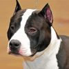 Black And White American Staffordshire Terrier paint by number