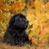 Black Newfoundland Dog paint by number