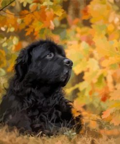 Black Newfoundland Dog paint by number