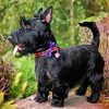 Black Scottish Terrier paint by number