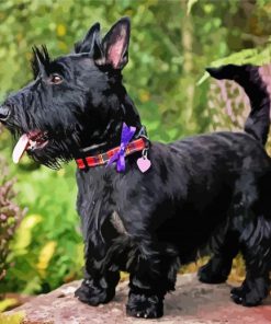 Black Scottish Terrier paint by number