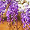 Blooming Wisteria paint by number