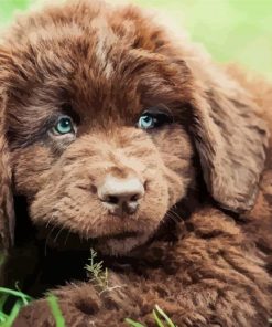 Brown Newfoundland Puppy paint by number