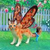 Butterfly Cat paint by numbers