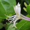 Close Up White Honeysuckle paint by numbers