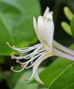 Close Up White Honeysuckle paint by numbers