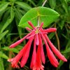 Closed Pink Honeysuckle paint by numbers