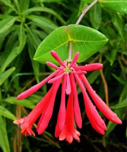 Closed Pink Honeysuckle paint by numbers