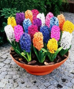 Colroful Hyacinth paint by numbers