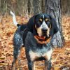 Coonhound Dog paint by numbers