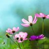 Cosmos Blommor paint by number
