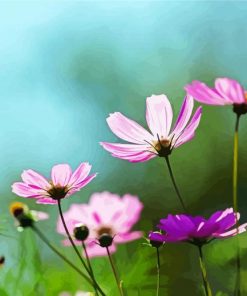 Cosmos Blommor paint by number