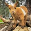 Cute Goat paint by numbers