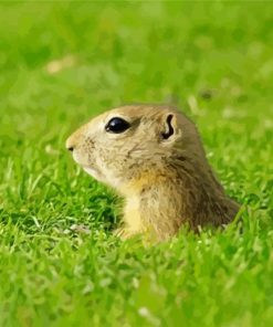 Cute Gopher Animal paint by numbers