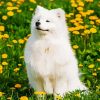 Cute Samoyed paint by number