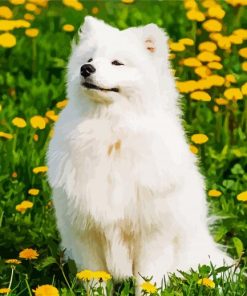 Cute Samoyed paint by number