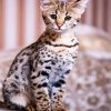 Cute Savannah Cat Animal paint by numbers