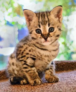 Cute Savannah Kittenn paint by numbers