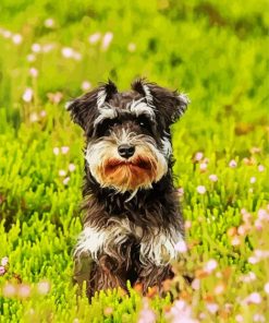 Cute Schnauzer paint by number