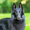 Cute Black Belgian Shepherd paint by numbers