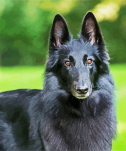 Cute Black Belgian Shepherd paint by numbers