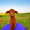 Cute Brown Goat paint by numbers