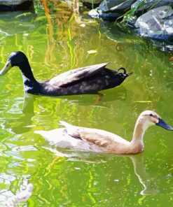 Cute Indian Runner Ducks paint by number