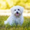 Cute White Maltese Dog paint by numbers