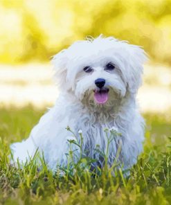 Cute White Maltese Dog paint by numbers