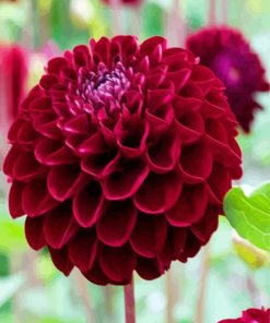 Dark Red Dahlia Flower paint by numbers