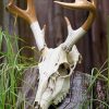 Deer Skull Art paint by numbers