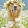 Dog With White Flowers paint by number