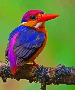 Dwarf kingfisher paint by number