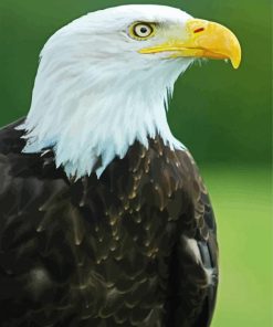 Eagle Bird Aquila paint by number