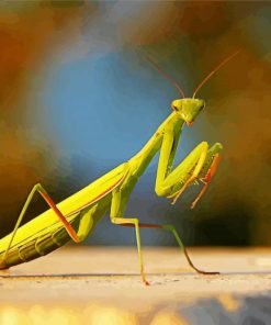 Female European Praying Mantis paint by numbers