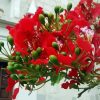 Flamboyan Flower Plant paint by numbers