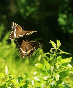 Flyin Butterflies paint by numbers