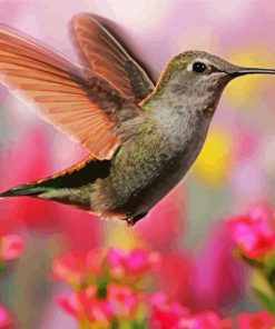 Flying Beautiful Hummingbird paint by number