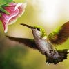 Flying Hummingbird paint by numbers