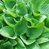 Green Hosta paint by number