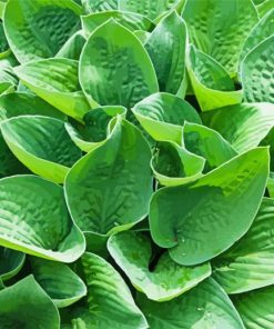 Green Hosta paint by number