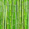 Green Bamboo Plants paint by numbers