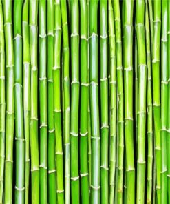 Green Bamboo Plants paint by numbers