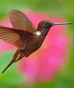 Hummingbird Animal And Flower paint by numbers