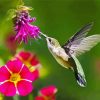 Hummingbird And Pink Flower paint by numbers