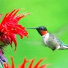 Hummingbird And Flower paint by numbers