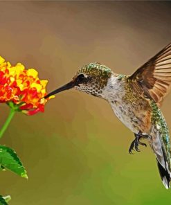 Hummingbird With Lantana paint by number